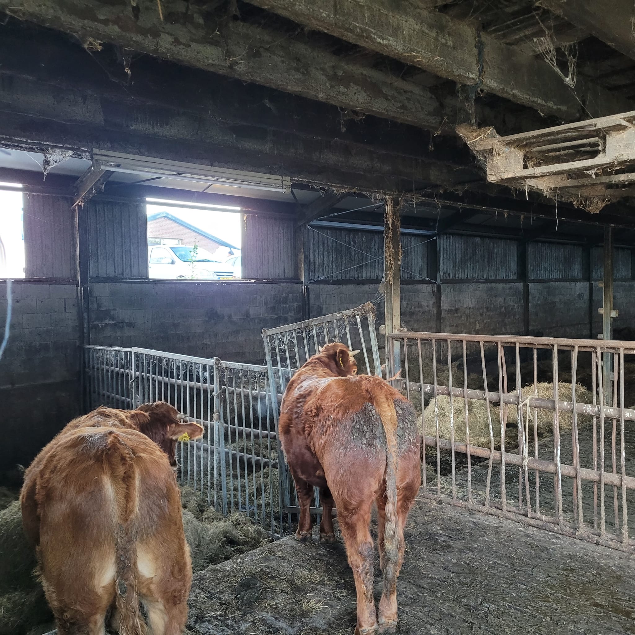 Twee koeien in de gerenoveerde koeienstal